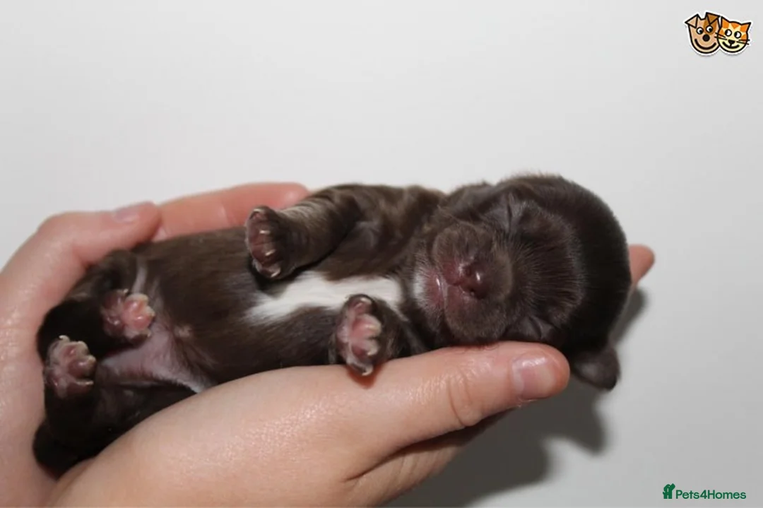 Chihuahua dogs for stud: Lilac and tan Russian import stud dog DNA tested in Rotherham - Advert 31