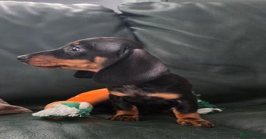 Miniature Dachshund dogs - Advert 8