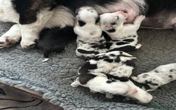 Welsh Corgi Cardigan dogs for sale: Show Quality KC Pedigree Corgi Cardigan Puppies  - Image 8
