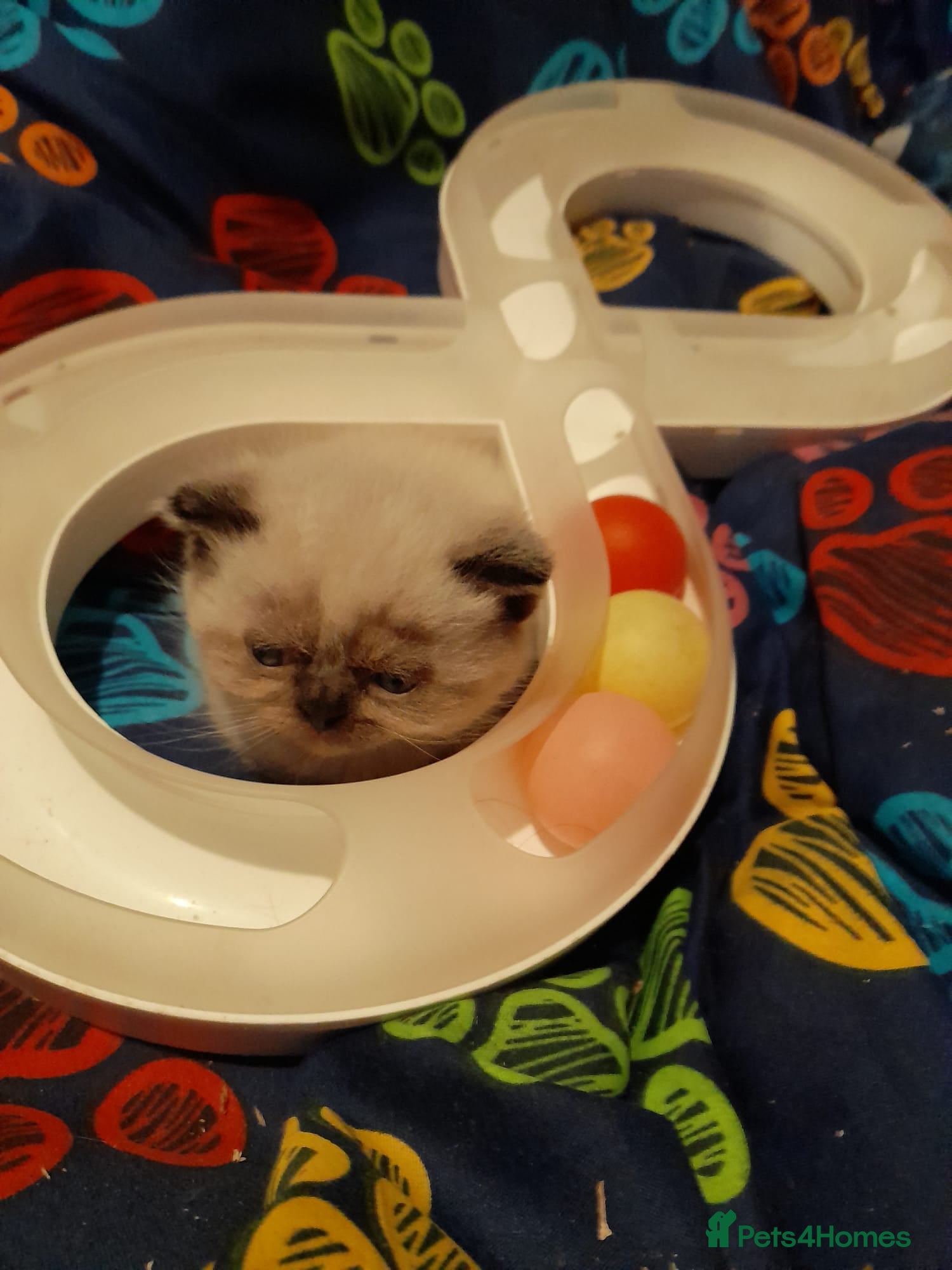 British Shorthair cats British shorthair kittens - Advert 7