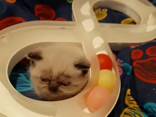 British Shorthair cats British shorthair kittens - Advert 7