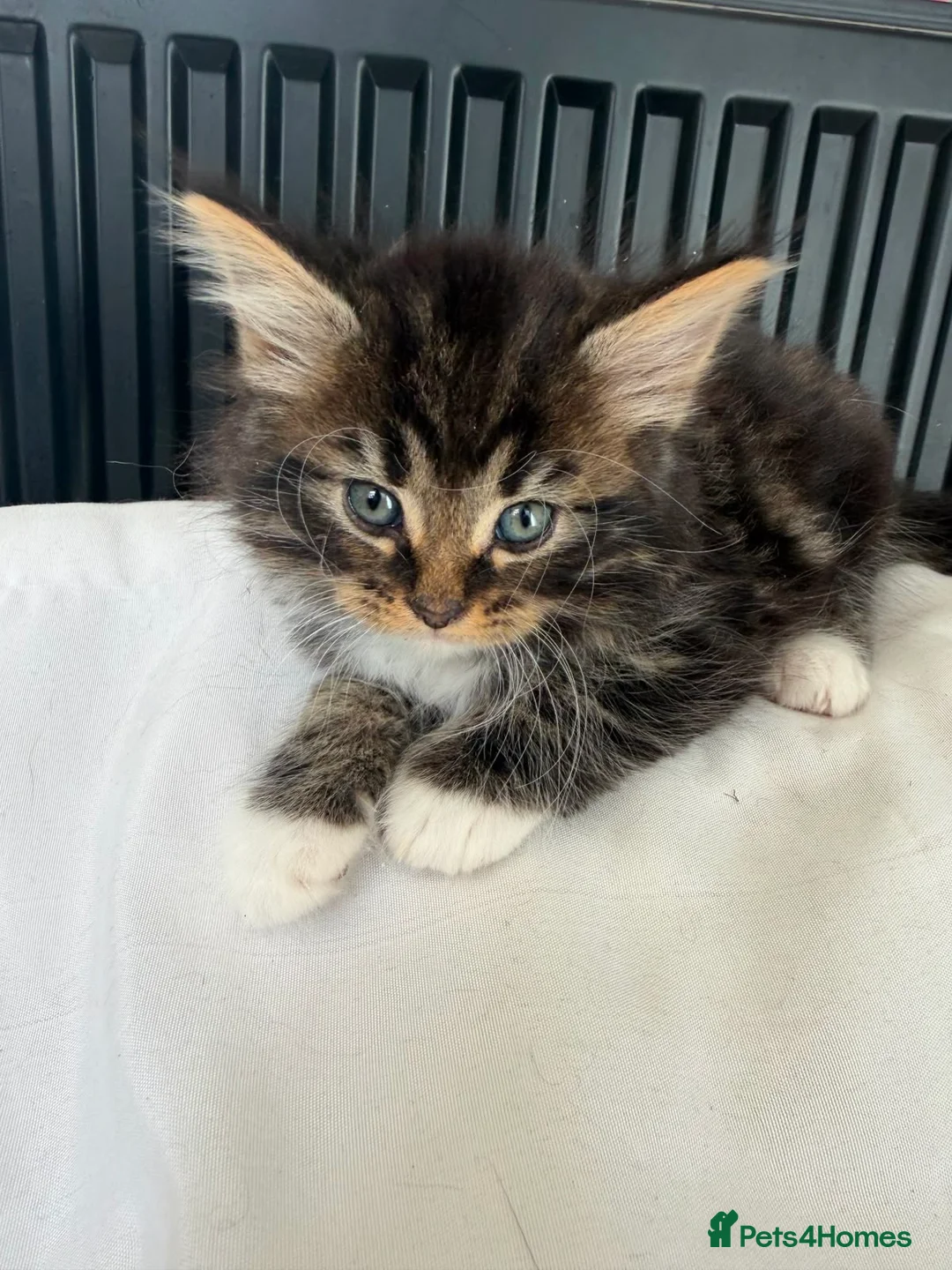 Mixed Breed cats for sale: Beautiful fluffy kittens - Advert 1