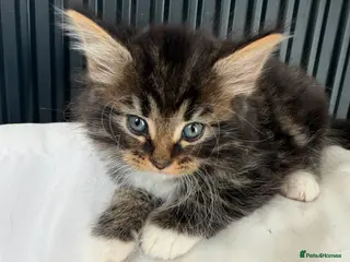 Mixed Breed cats Twin chocolate fluffys &2 tuxedo fluffys left!🤍 - Advert 3