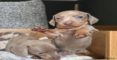 Miniature Dachshund dogs - Advert 3