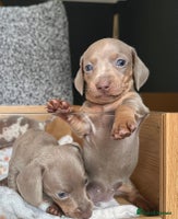 Miniature Dachshund dogs - Advert 11