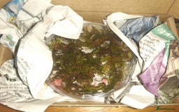 Mixed Breed invertebrates for sale: White Swift Woodlice (Porcellio laevis Isopods) - Image 4
