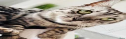 Bengal cats for sale: Leo the Bengal  - Advert 2