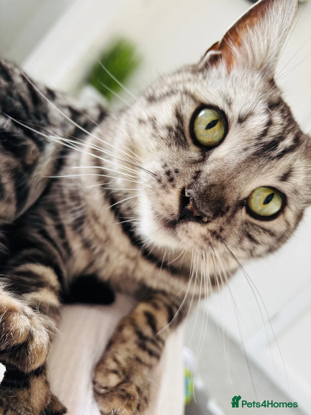 Bengal cats for sale: Leo the Bengal  - Advert 2