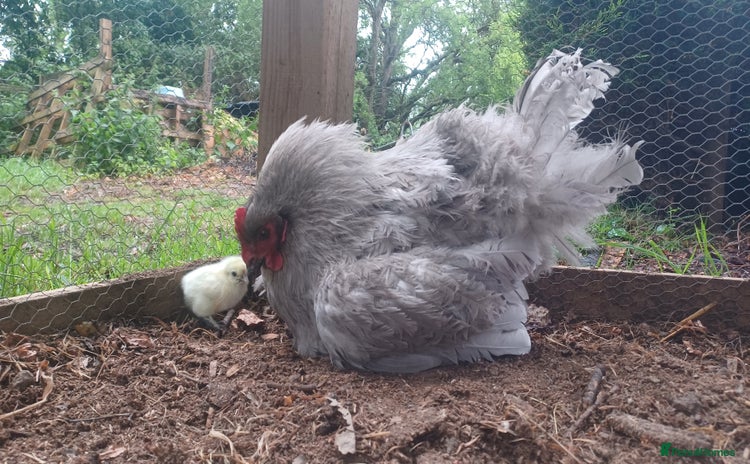 Chickens poultry - Advert 1