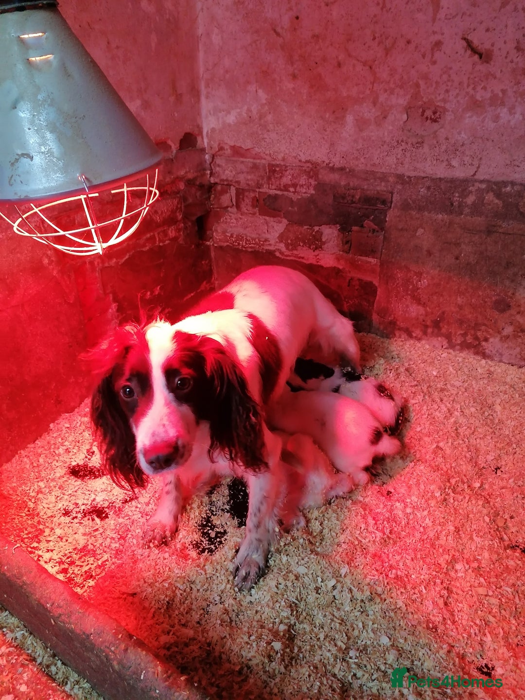 English Springer Spaniel dogs for sale: Beautiful English springer spaniel puppies  - Advert 2