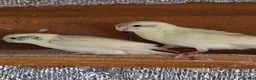 Mixed Breed birds for sale: Kakarikis, Cockatiel and bengalize finches  - Advert 2