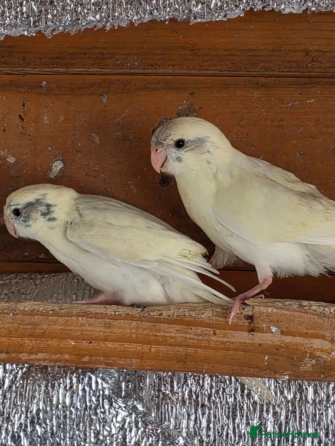 Mixed Breed birds for sale: Kakarikis, Cockatiel and bengalize finches  - Advert 2