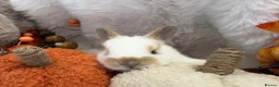 Rex rabbits for sale: Rex x Netherland dwarf  - Advert 13