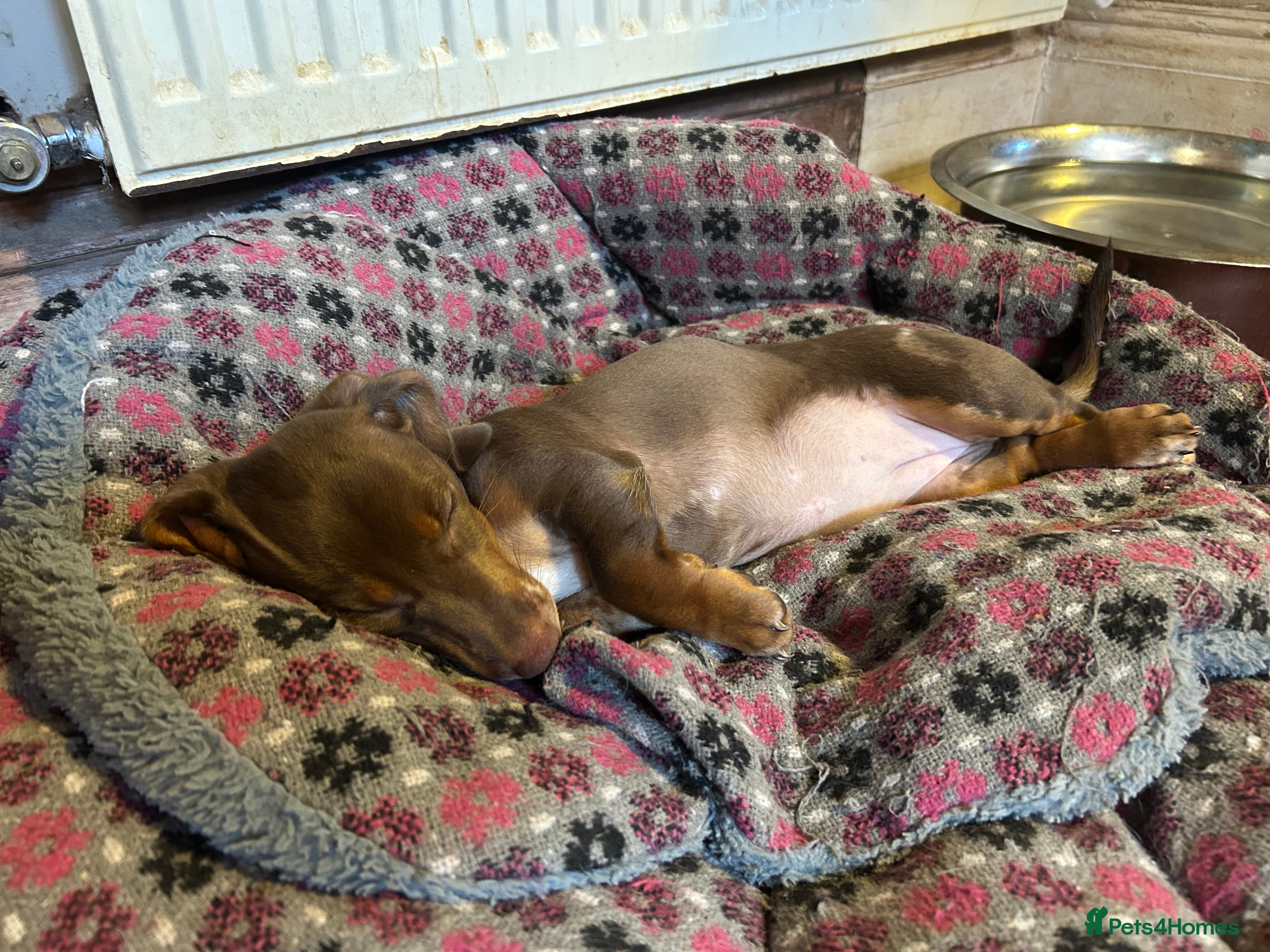 Miniature Dachshund dogs Unique Dapple x chocolate pups  - Advert 2