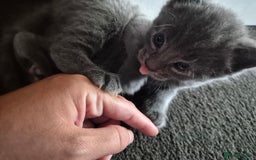 Mixed Breed cats for sale: Beautiful girl - Image 3
