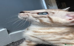 Bengal cats for sale: 🔥🏆OUTSTANDING SHOW BENGALS… READY 26th AUGUST💯 - Image 2