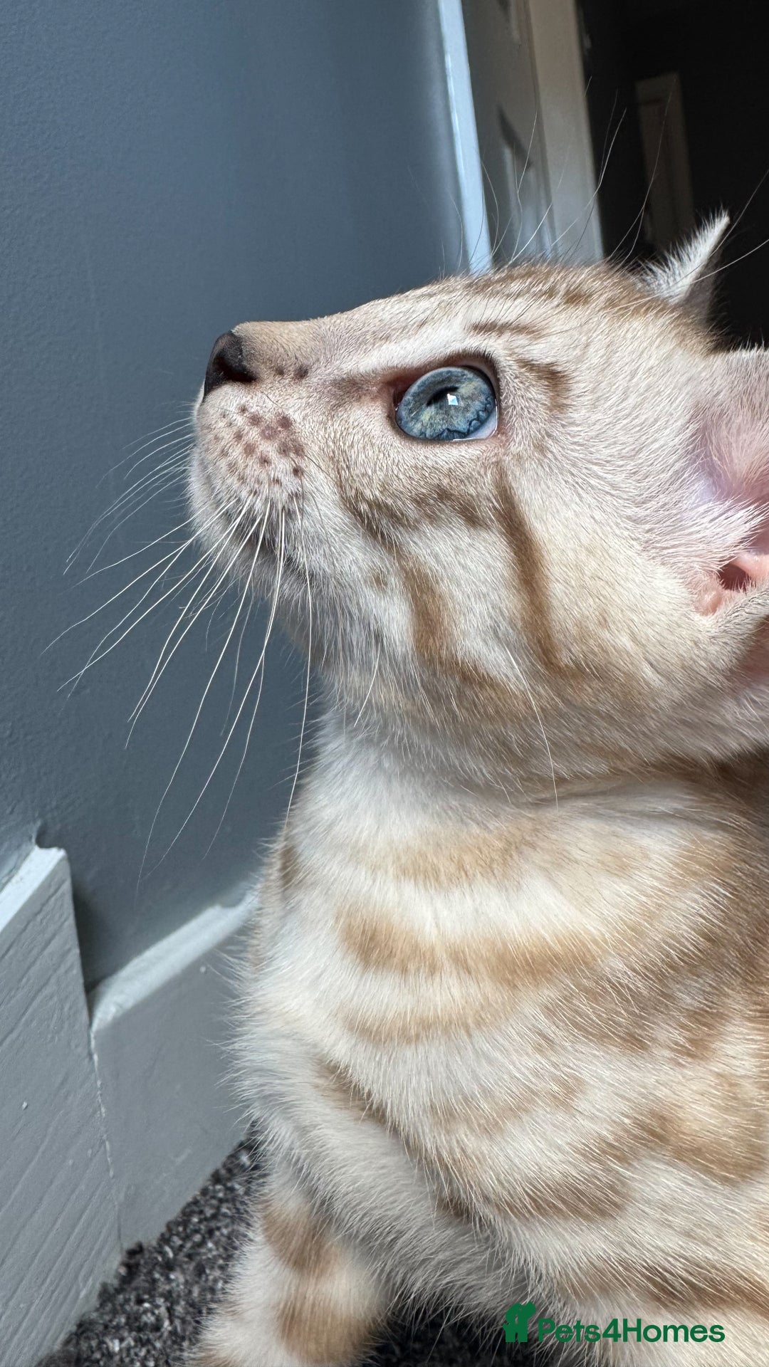 Bengal cats for sale: 🔥🏆OUTSTANDING SHOW BENGALS… READY 26th AUGUST💯 - Image 2
