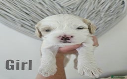Mixed Breed dogs for sale: Cavapoo/Shihpoo mix - Image 13