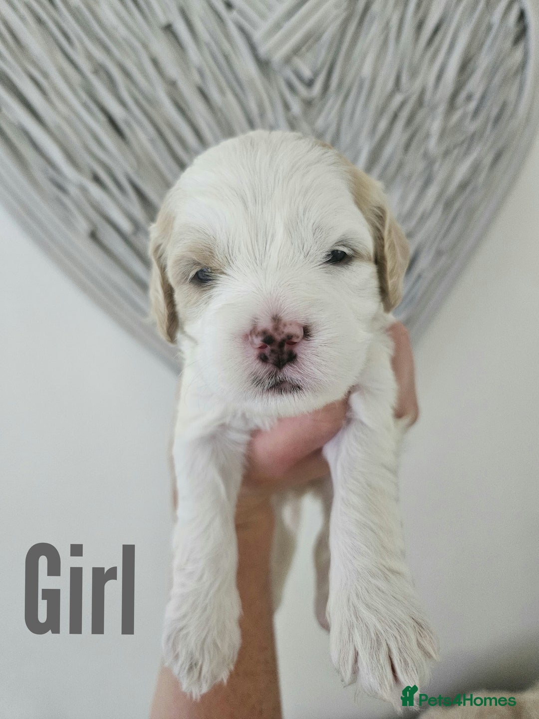 Mixed Breed dogs for sale: Cavapoo/Shihpoo mix - Image 13