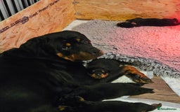 Rottweiler dogs for sale: Big chunky rottweiler pups - Image 3