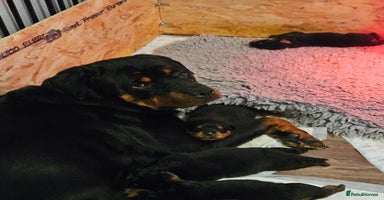 Rottweiler dogs - Advert 8