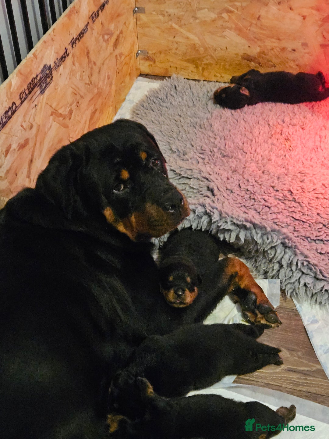 Rottweiler dogs for sale: Big chunky rottweiler pups - Image 3