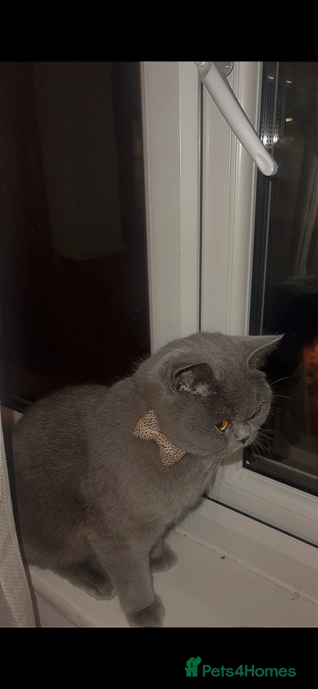 British Shorthair cats for sale: Shorthair British  in London - Advert 1
