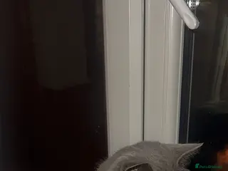 British Shorthair cats Shorthair British - Advert 1