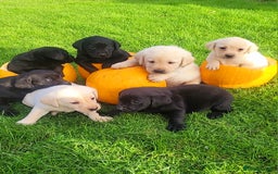 Labrador Retriever dogs for sale: Labrador puppies  - Image 2