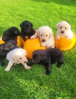 Labrador Retriever dogs - Advert 16