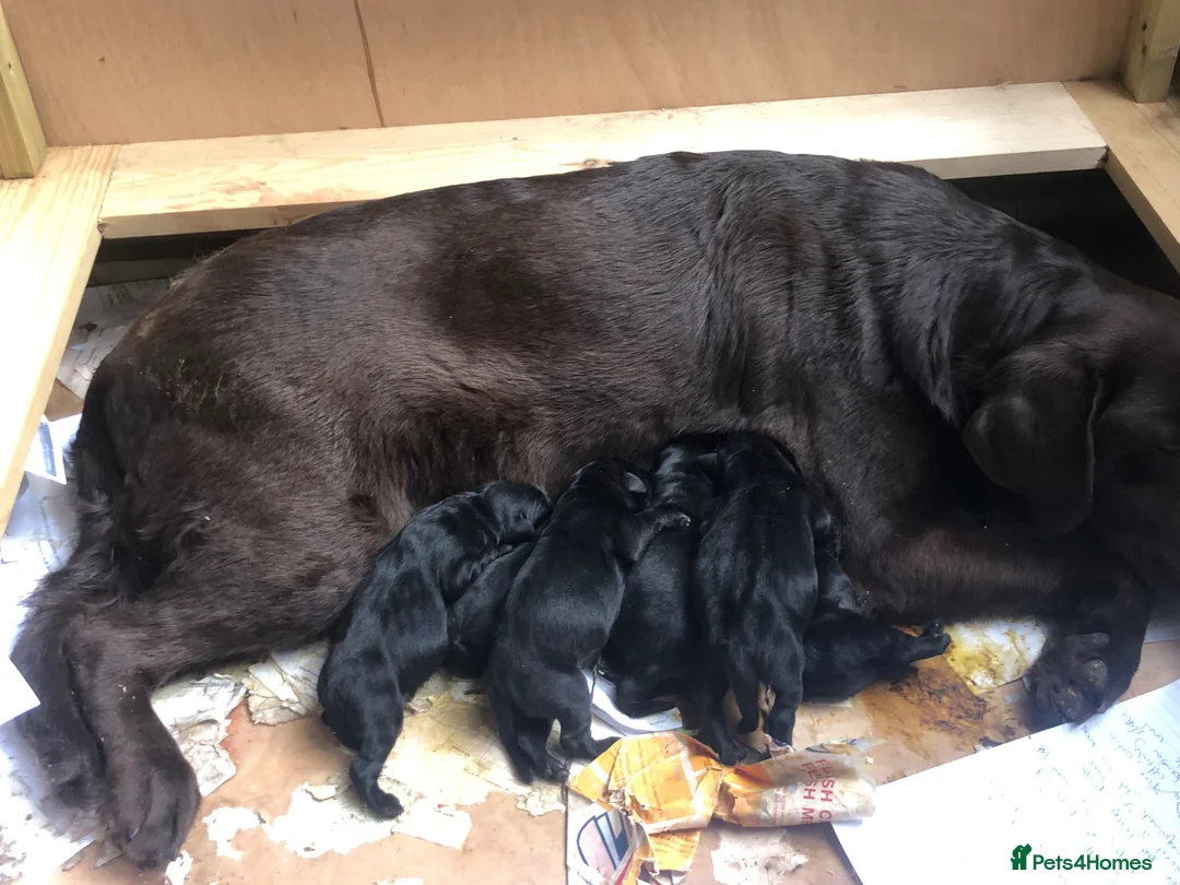 Labrador Retriever dogs for sale: Labrador Retriever puppies KC registered. - Advert 13