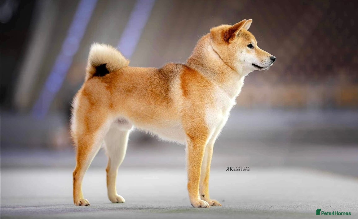 Japanese Shiba Inu dogs Multi Champion Shiba Inu  , health tested  - Advert 1