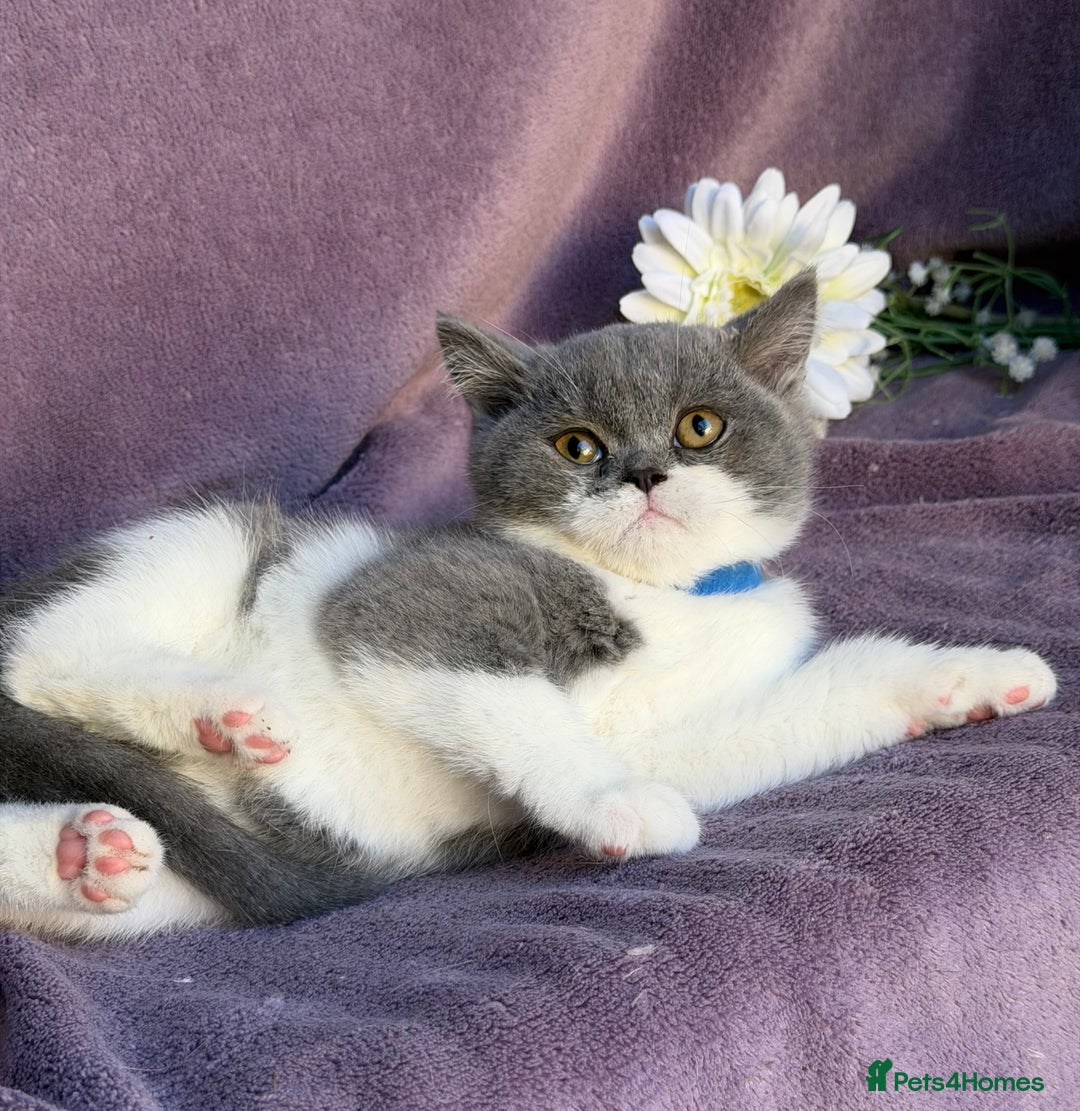 British Shorthair cats for sale: BSH adorable red tabby/ chocolate/ bicolour  - Image 14