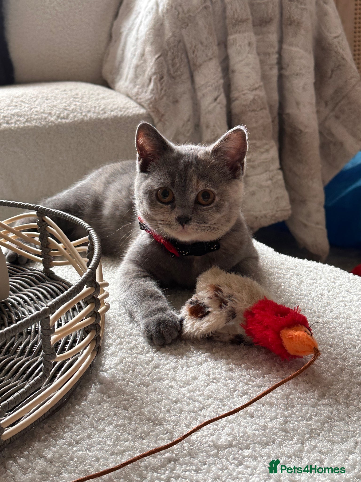 Scottish Fold cats Scottish fold - Advert 8
