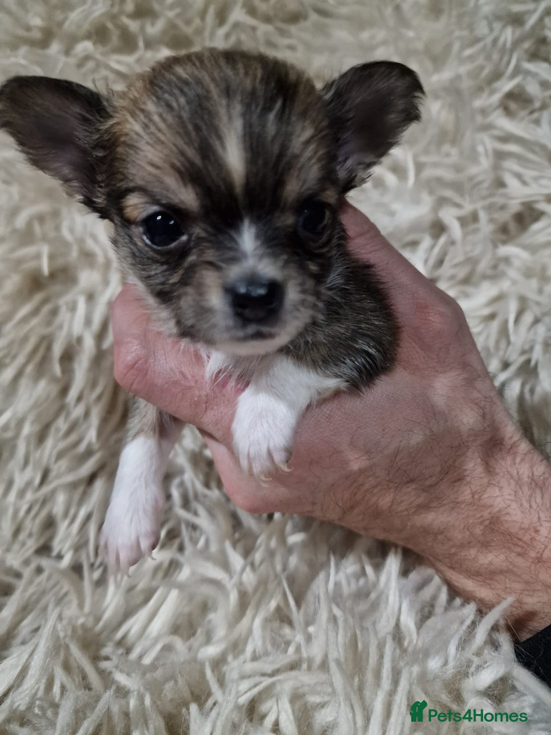 Chihuahua dogs for sale: Small chihuahuas - Advert 10