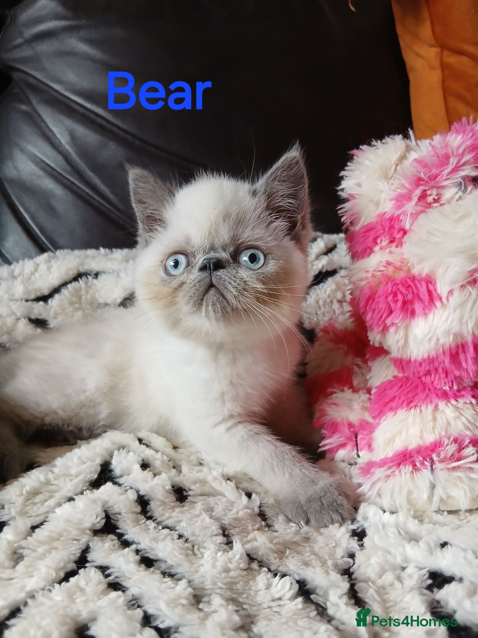 Exotic cats PEDIGREE GCCF PERSIAN EXOTIC BABIES - Advert 8