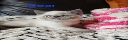 Exotic cats for sale: PEDIGREE GCCF PERSIAN EXOTIC BABIES - Advert 11