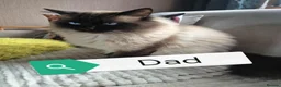 Ragdoll cats for sale: Wonderful purebred RAGDOLL  - Advert 5