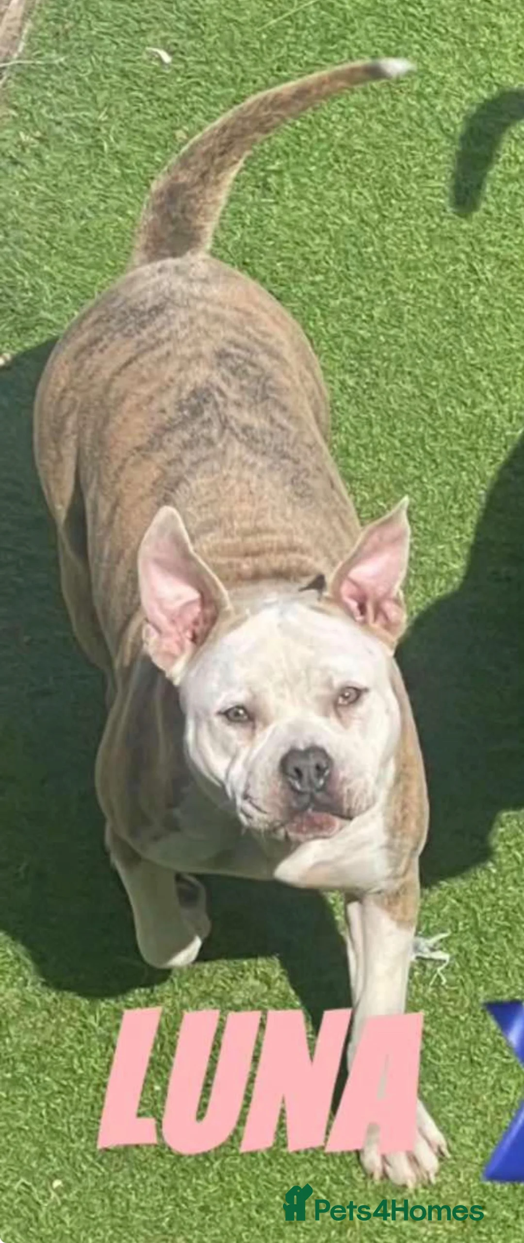 Mixed Breed dogs for sale: American bulldog x american pocket in Newcastle upon Tyne - Advert 1