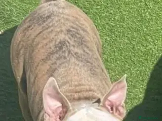 Mixed Breed dogs American bulldog x american pocket - Advert 1