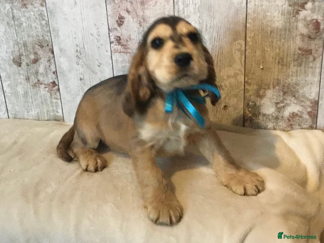 Mixed Breed dogs for sale: Adorable/ Social/Confident Cockalier pups - Advert 10