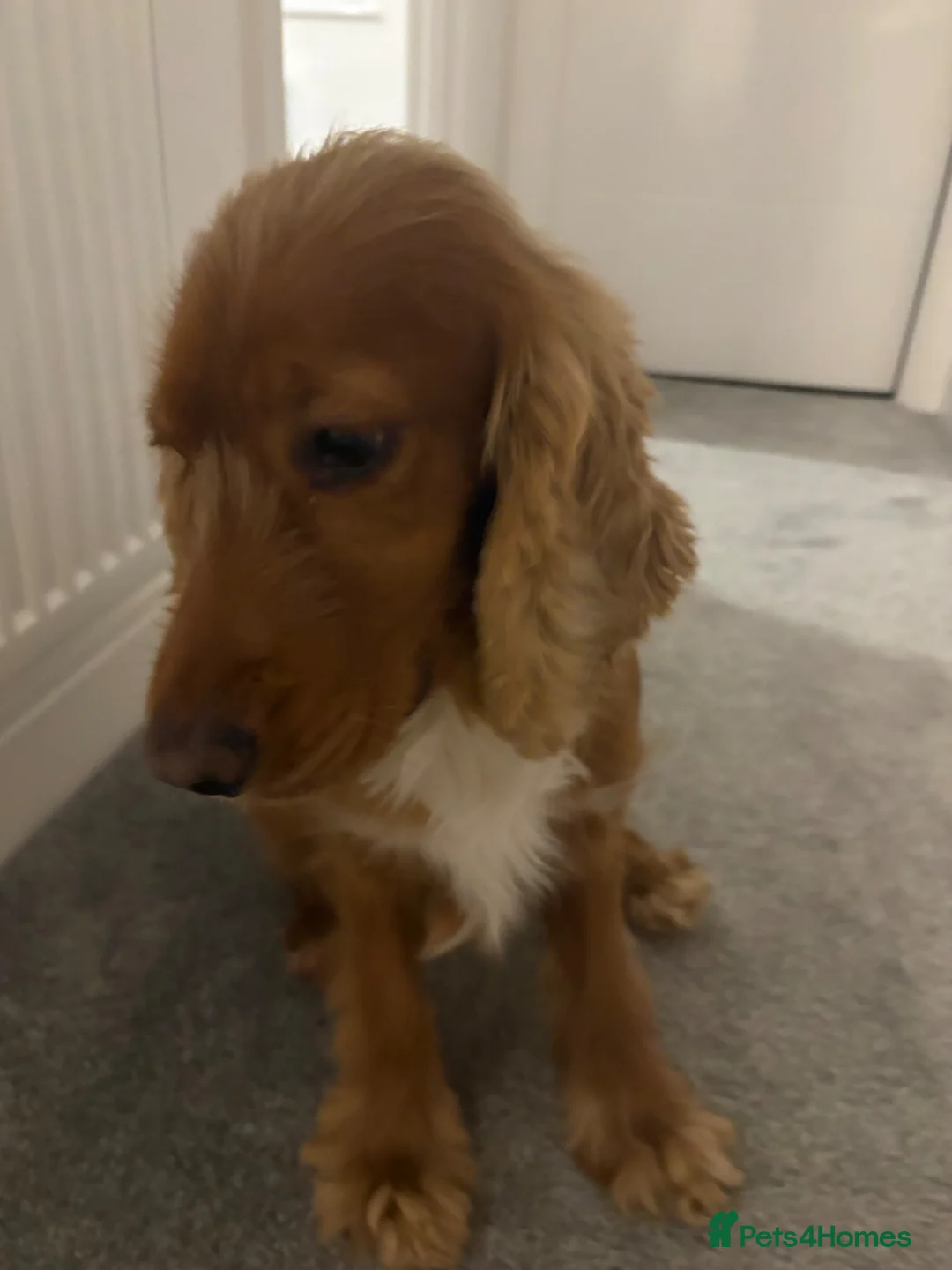 Cocker Spaniel dogs for sale: Cooper in Bicester - Advert 2