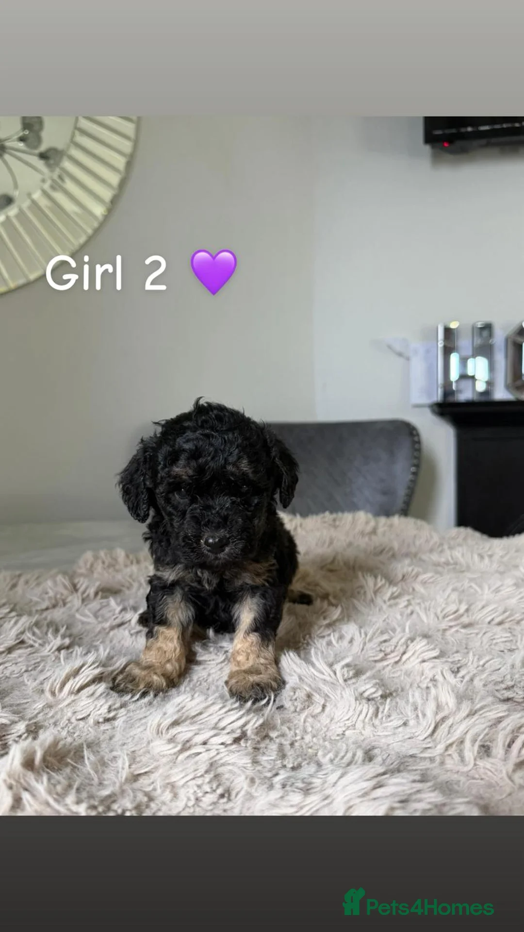Cockapoo dogs for sale: ✨ Adorable F1B Cockapoo Puppies! ✨ in Swansea - Advert 5