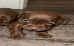 Mixed Breed dogs for sale: Beautiful Dachshund cross Boston Terrier - Image 5