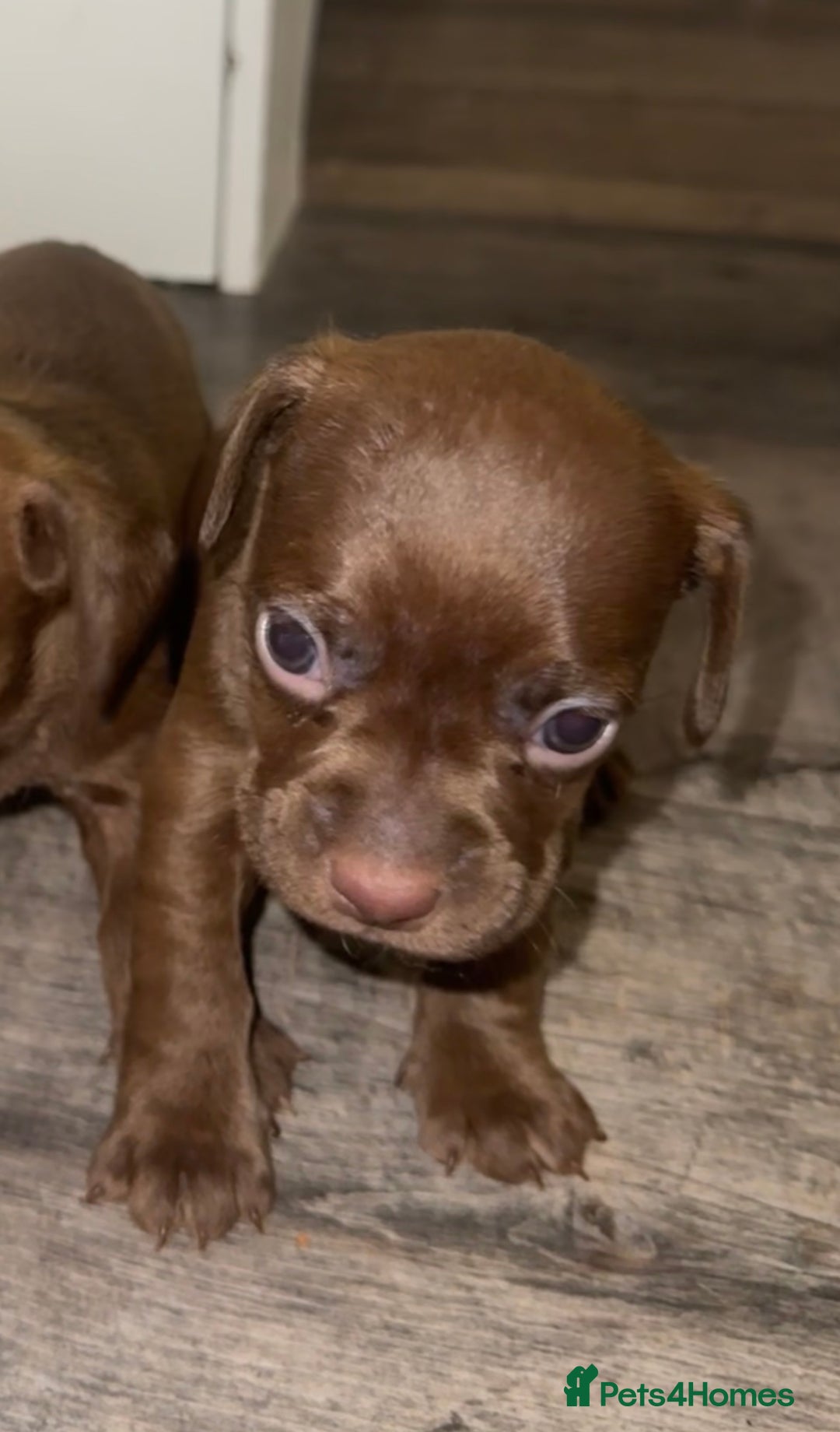 Mixed Breed dogs for sale: Beautiful Dachshund cross Boston Terrier - Image 5