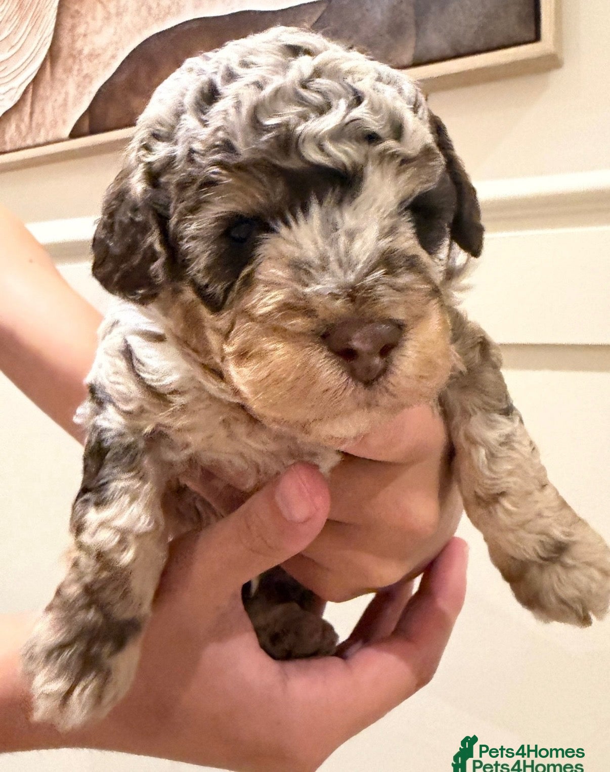 Cavapoo dogs Outstanding F1b Cavapoo puppies - Advert 13