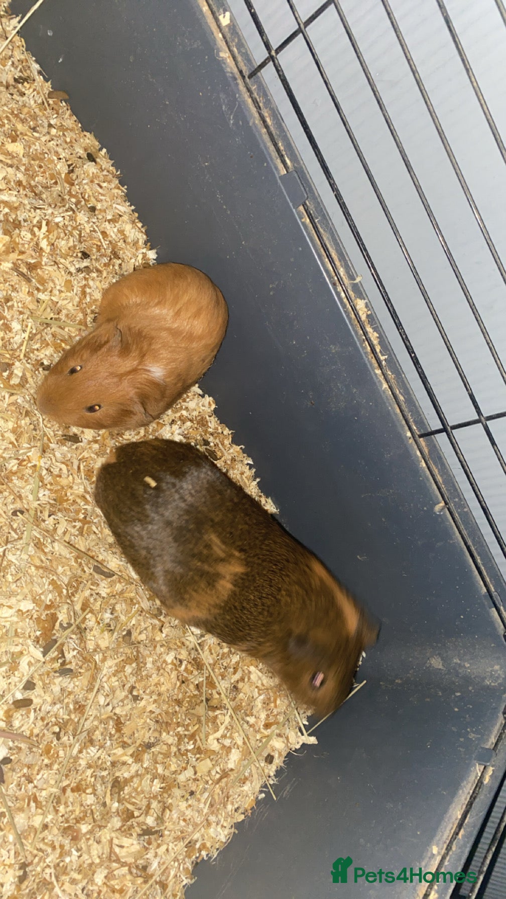 Guinea Pig rodents 3 male Guinea pigs  - Advert 1