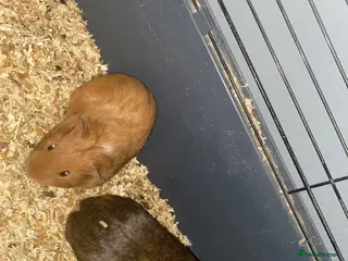 Guinea Pig rodents 3 male Guinea pigs - Advert 2