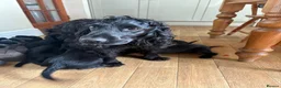 Sprocker dogs for sale: Beautiful sprocker puppies in Shifnal - Advert 3