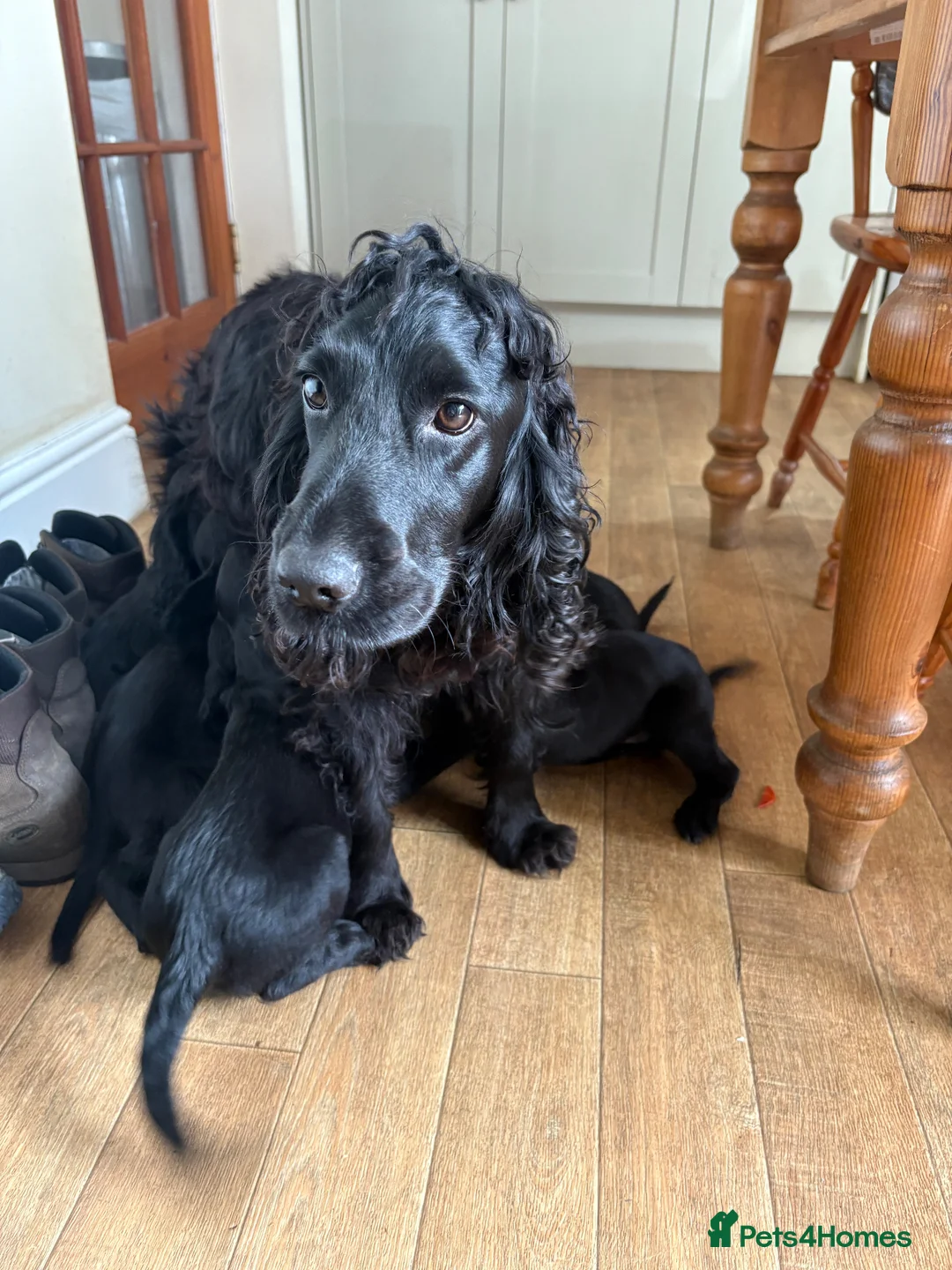 Sprocker dogs for sale: Beautiful sprocker puppies in Shifnal - Advert 3